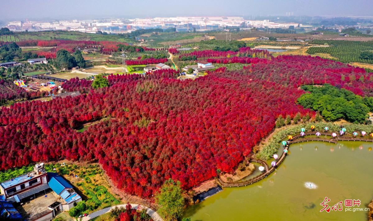 [组图]四川眉山：红叶助力乡村振兴 第 3 张