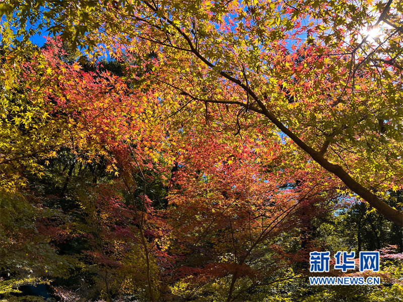 [组图]【“飞阅”中国】南京栖霞山：“彩枫”斑斓 如诗如画 第 2 张