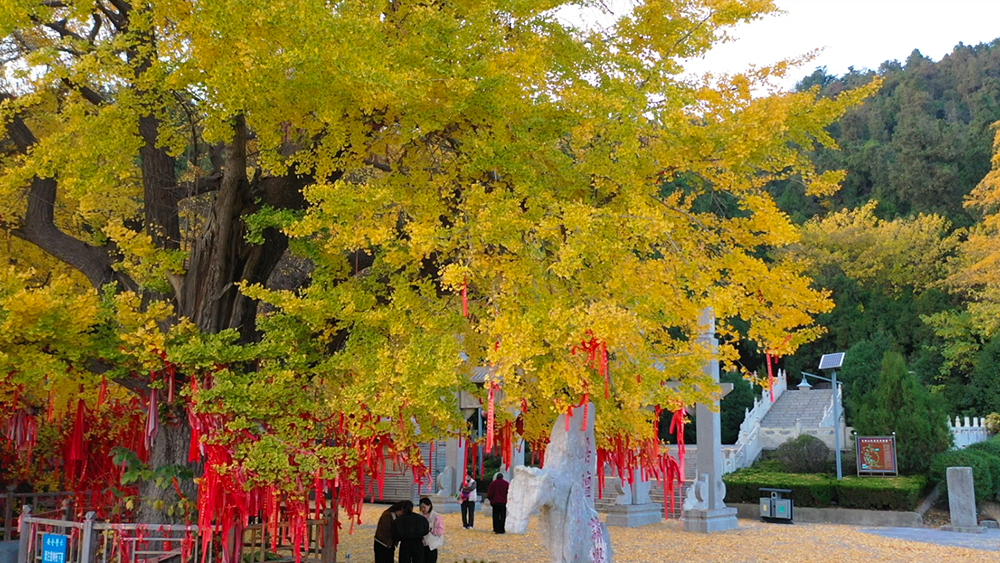 鲁南小泰山：兰陵文峰山——千年银杏树（又称情侣树）