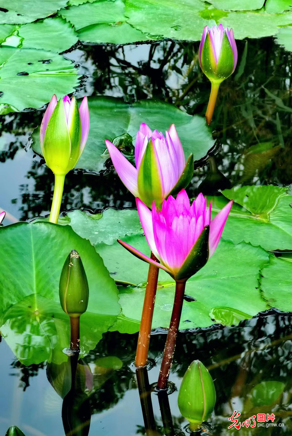 花色迷人 第 3 张