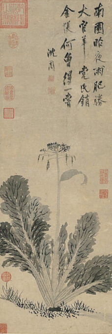 偏爱清白菜根香——历代绘画中的白菜 第 2 张