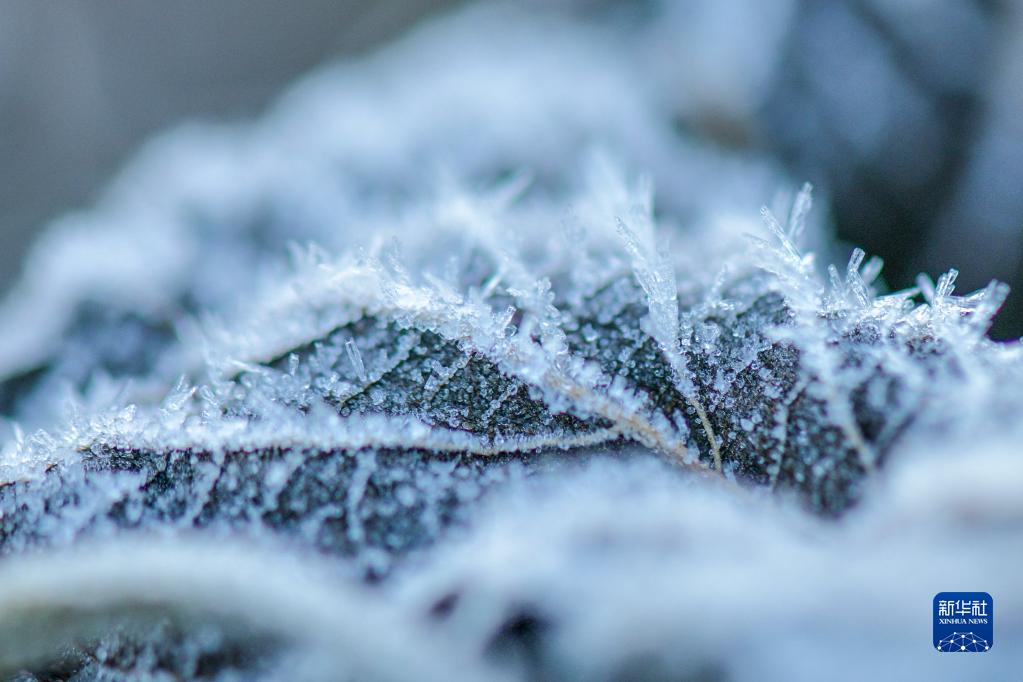 [组图]微视界——小雪 第 2 张