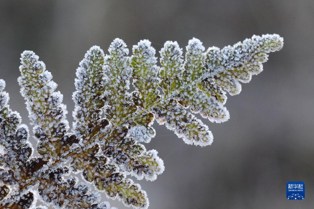 [组图]微视界——小雪 第 4 张