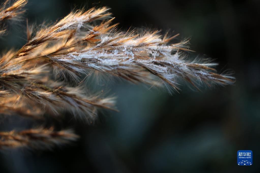 [组图]微视界——小雪 第 1 张