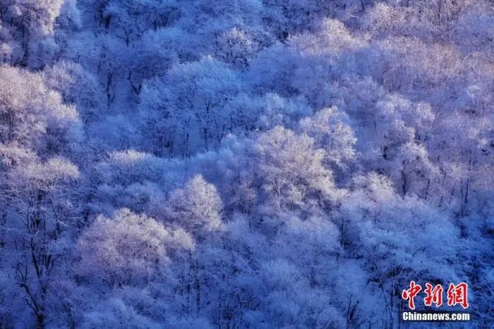 [组图]今日大雪丨仲冬之月，顺意平安 第 5 张