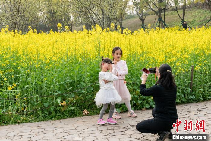 重庆礼嘉智慧公园：油菜花烂漫绽放 春盎然景如画 第 4 张