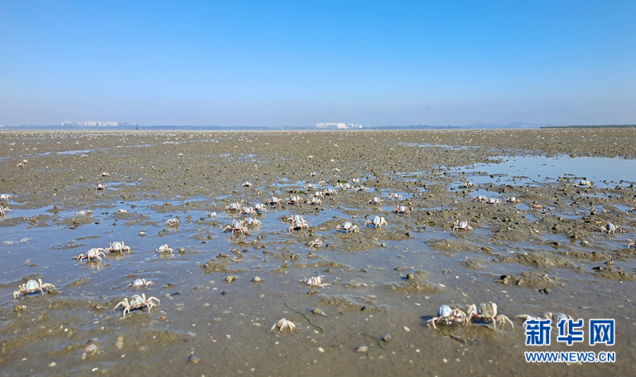 世界湿地日｜感受海南万物生灵风景如画的湿地之美 第 9 张