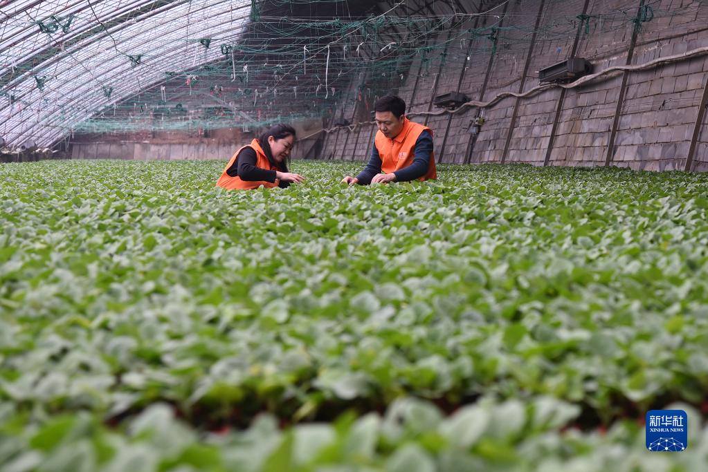 山东聊城：番茄品种研发开辟新赛道 找回“老味道” 第 3 张