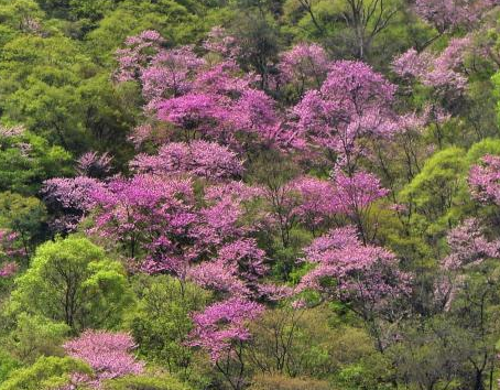 陕西：秦岭春花烂漫 山谷芬芳 第 1 张