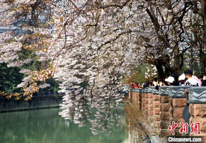 成都锦江畔开满“绝美”泡桐花 第 4 张