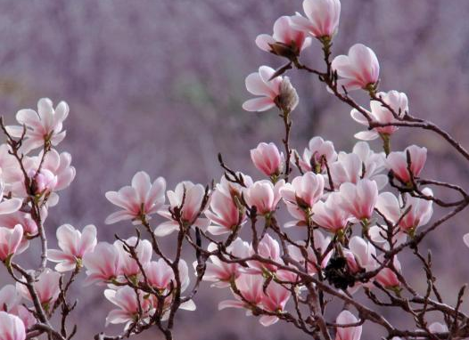 陕西：秦岭春花烂漫 山谷芬芳 第 3 张