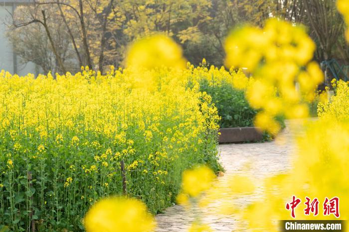 重庆礼嘉智慧公园：油菜花烂漫绽放 春盎然景如画 第 3 张