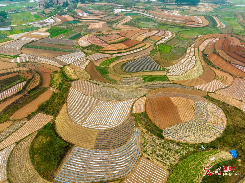 【春耕行动】五彩春色美 大地调色板 第 1 张