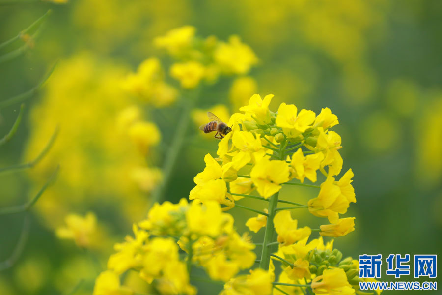 希望的田野丨油菜花开春意浓 第 2 张