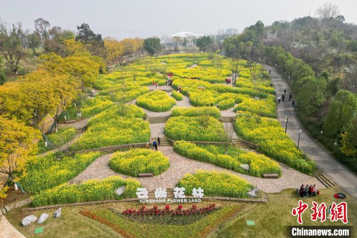 重庆礼嘉智慧公园：油菜花烂漫绽放 春盎然景如画 第 1 张