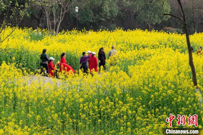 重庆礼嘉智慧公园：油菜花烂漫绽放 春盎然景如画 第 2 张